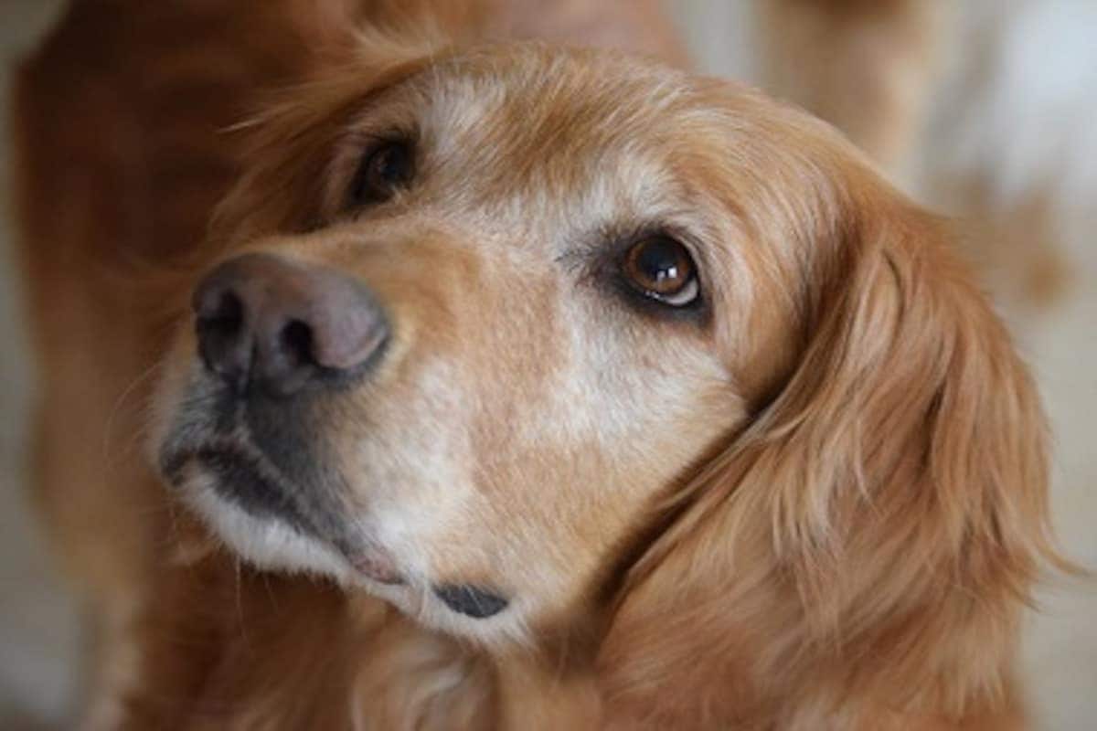 License for pet dogs, Greater Hyderabad Municipal Corporation, GHMC, Online licencing system for pet dogs, Online licencing for dogs, పెంపుడు కుక్కలకు లైసెన్స్, ఆన్లైన్ లైసెన్సింగ్ వ్యవస్థ, గ్రేటర్ హైదరాబాద్ మున్సిపల్ కార్పొరేషన్, జీహెచ్ఎంసీ