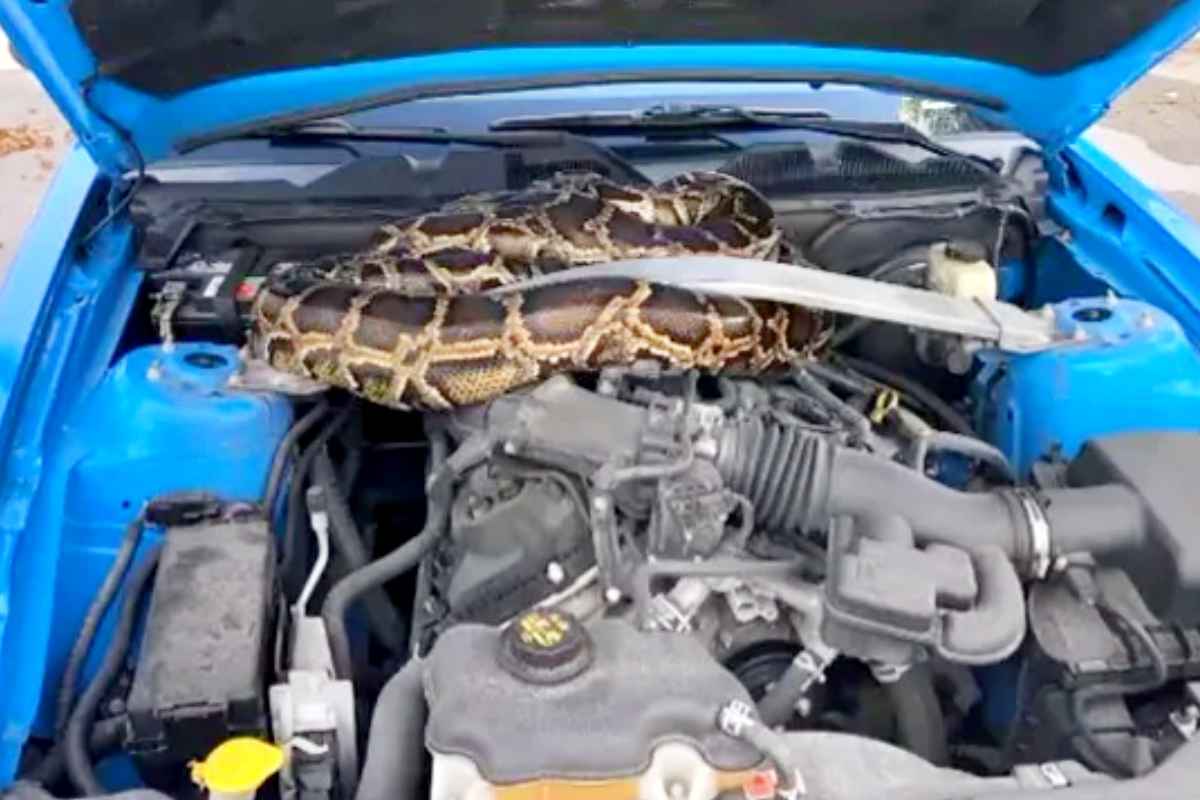 10 Foot Python: కారు ఇంజిన్లో దాక్కున్న కొండచిలువ... షాకింగ్ వైరల్ ...