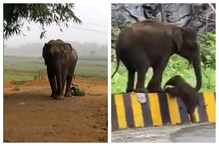 Andhra Pradesh: గున్న ఏనుగుతో సెల్ఫీ...  మరి తల్లిఏనుగు ఊరుకుంటుందా..?