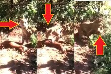 Thrilling VIDEO in the Village: కుక్కను ఈడ్చుకెళ్లిన చిరుతపులి.. థ్రిల్లింగ్ వైరల్ వీడియో