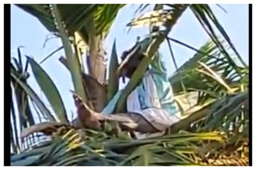 man protests atop of tree (image credit : twitter)