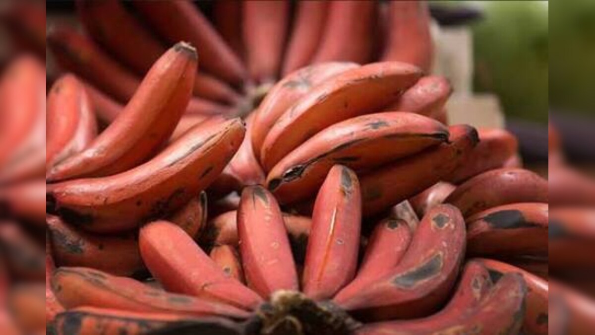 Red Banana ఎర్రటి అరటి.. పోషకాల్లో మేటి.. ఇవీ ఆరోగ్య ప్రయోజనాలు
