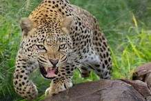 Leopard Attack: సిరిసిల్ల జిల్లాను వెంటాడుతున్న చిరుత భయం.. ఆవు దూడ మృతి..