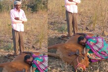 పాము కాటుతో పొలంలోనే ప్రాణాలు విడిచిన ఎద్దు.. కన్నీరుమున్నీరుగా విలపించిన రైతు