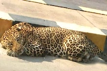 Leopard: రాజేంద్రనగర్ శివార్లలో చిరుత సంచారం?... బోన్లు ఏర్పాటు చేస్తున్న అధికారులు