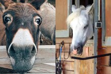 Horses and Donkeys: 51.5 శాతం అంతరించిన గుర్రాలు, గాడిదలు... ఎందుకంటే