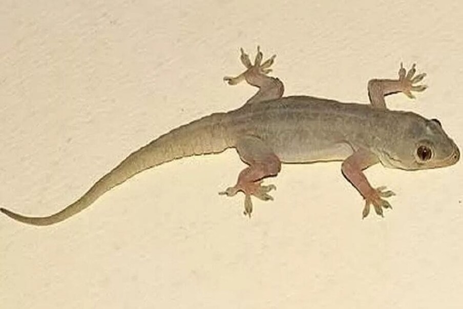 lizard vastu: ఇంట్లోకి ఆ దిశ నుంచి ...