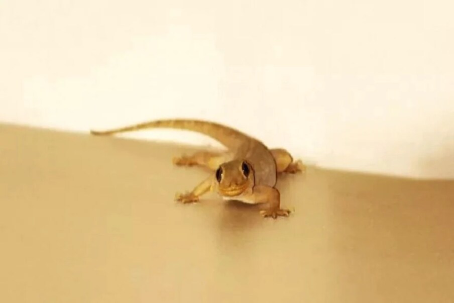 lizard vastu: ఇంట్లోకి ఆ దిశ నుంచి ...