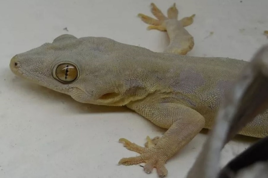 lizard vastu: ఇంట్లోకి ఆ దిశ నుంచి ...