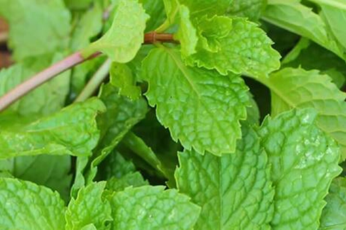 Mint Leaves పుదీనా ఆకులతో అత్యద్భుత ప్రయోజనాలు Mint Leaves Health