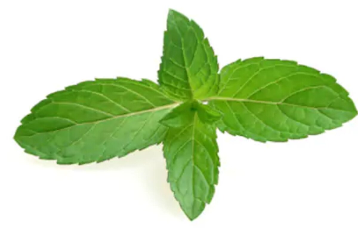 Mint Leaves పుదీనా ఆకులతో అత్యద్భుత ప్రయోజనాలు Mint Leaves Health