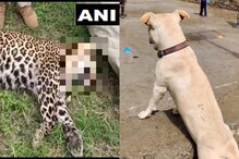 Leopard Attack: చిరుతపులిని చంపిన కుక్క... నమ్మలేకపోతున్న అధికారులు.. ఎలా?
