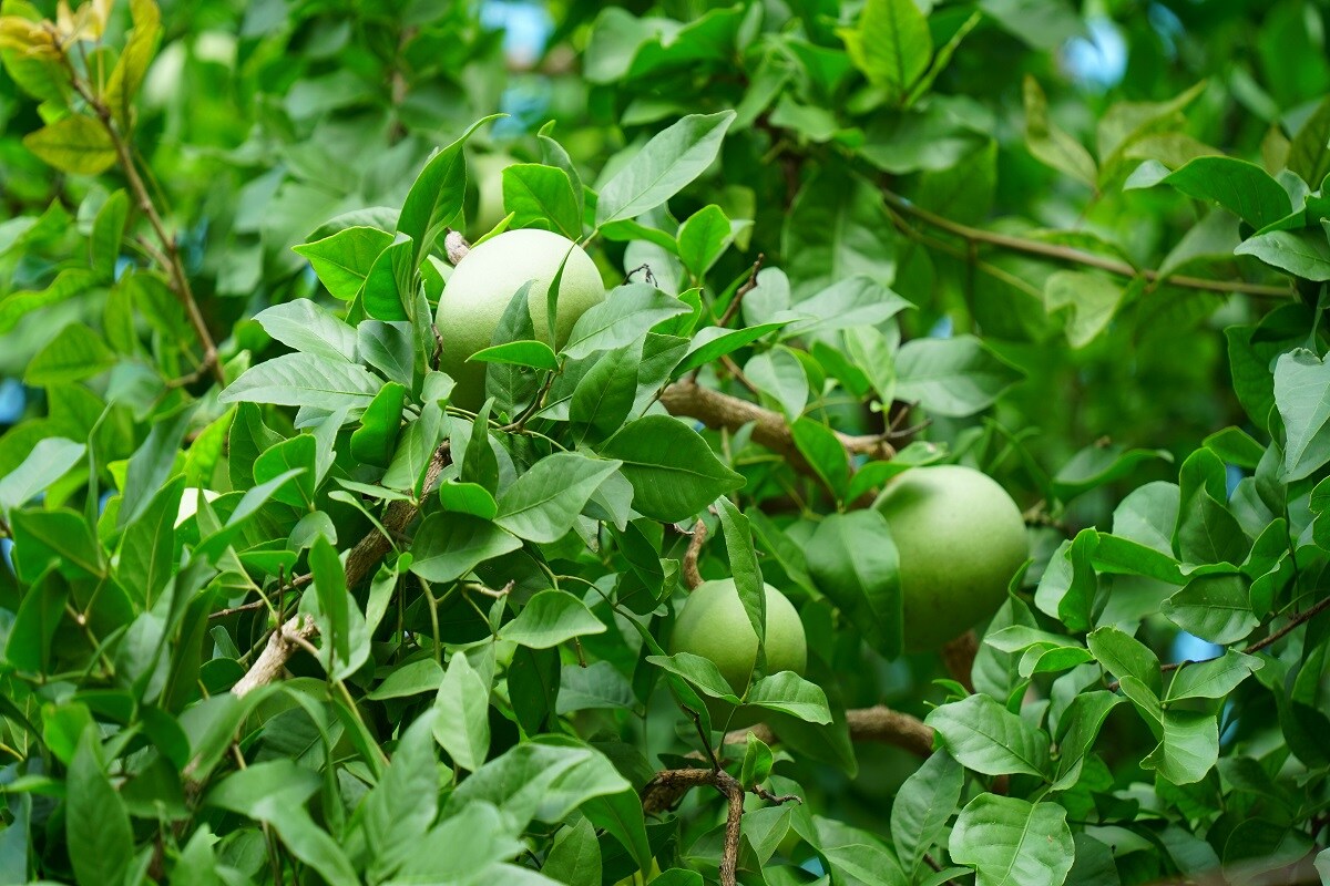 Bael fruit in telugu discount