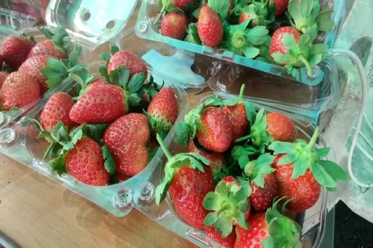  <strong>స్ట్రాబెర్రీ పండ్లు:</strong> స్ట్రాబెర్రీలు మీ ఈస్ట్రోజెన్ స్థాయిలను పెంచడానికి ఉపయోగపడతాయి. ఈ తియ్యని పండు మిమ్మల్ని ఆరోగ్యంగా ఉంచుతుంది. వీటిలో యాంటీ- ఆక్సిడెంట్లు, మల్టీ-విటమిన్లు పుష్కలంగా లభిస్తాయి. ఇవి ఫ్రీ రాడికల్స్‌తో పోరాడి, మీ రోగనిరోధక శక్తిని పెంచుతాయి. అందం, చురుకైన మెదడు కోసం ప్రతిరోజూ తప్పనిసరిగా స్ట్రాబెరీలను తీసుకోండి.