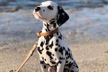 Cutest Dog Breeds: ప్రపంచంలోనే అత్యంత అందమైన కుక్కల్లో దాన్ని కొట్టేదే లేదట..!