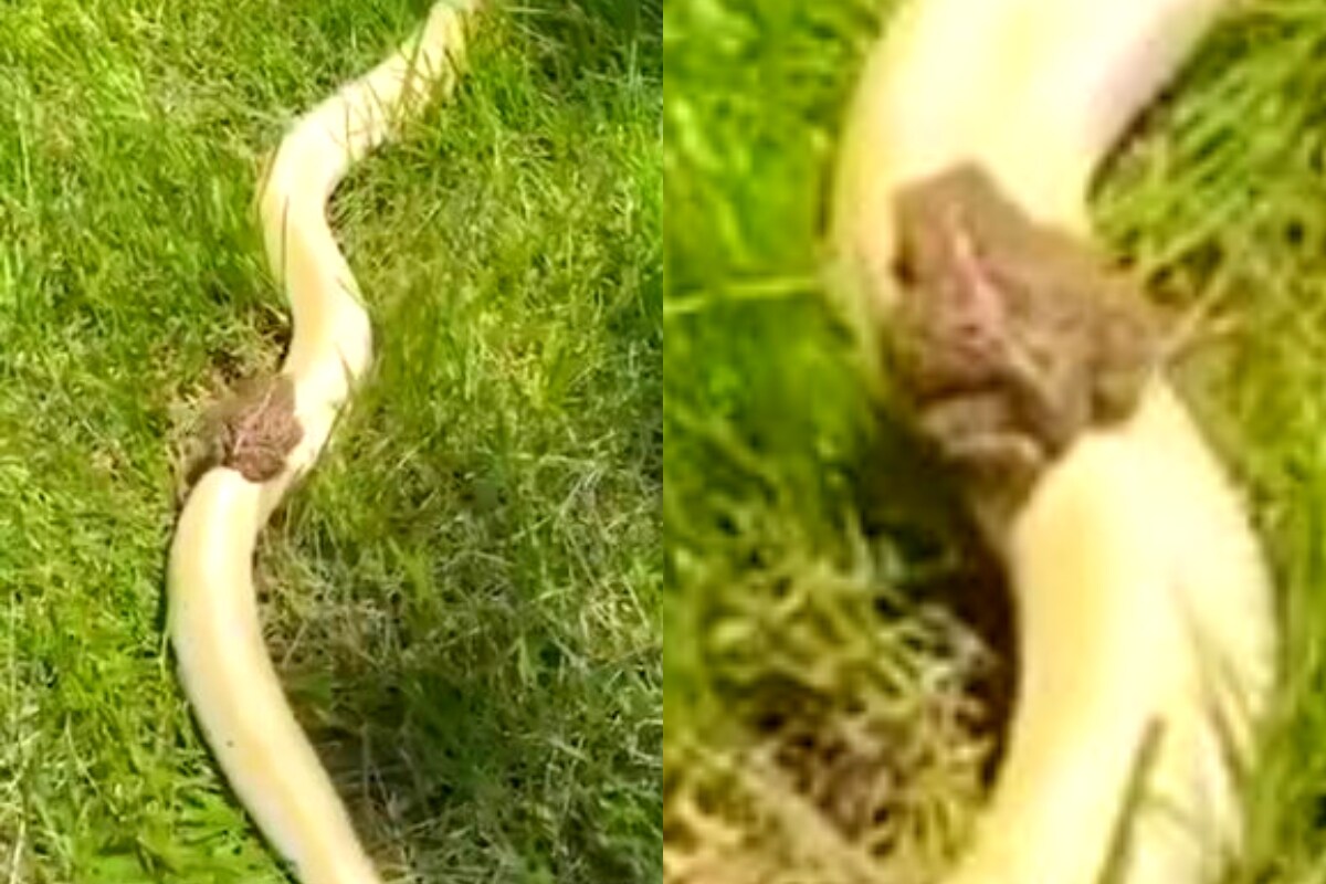 Viral Video: పాముపై ఊరేగిన కప్ప... ఆనందంగా రైడింగ్... చివరకు ఏమైందంటే ...