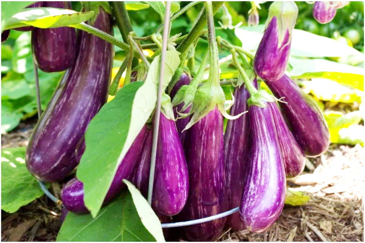  Brinjal farming: వంకాయలు మన దేశంలో బాగా పండుతాయి. అవి అంటే భారతీయులకు చాలా ఇష్టం. వాటిని ఎలా వండితే టేస్ట్ అదిరిపోతుందో భారతీయులకు తెలుసు. వాటిలో విటమిన్స్, మినరల్స్ చాలా ఉంటాయి. పాస్పరస్, కాల్షియం, ఐరన్ ఇలా ఎన్నో ఉంటాయి. వంకాయి చాలా రకాల నేలలలో పండగలదు. ఏడాదంతా వంకాయలు వస్తూనే ఉంటాయి. మనం వాడుతున్న కూరగాయల్లో వంకాయలది 9 శాతం ఉంది. (image credit - twitter)