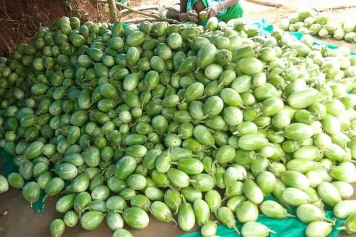  వంకాయ మొక్కలకు FYM-25, నైట్రోజన్, పాస్పరస్, పొటాషియం, NPK వంటివి అవసరం. విత్తనాలు అమ్మే షాపుల వారు వీటిని అమ్ముతారు. ఇవి లేకపోయినా మొక్కలు పెరుగుతాయి. ఇవి ఉంటే కాయలు బాగా కాస్తాయి. వంకాయ మొక్కలకు ఎక్కువగా నీరు పొయ్యాల్సిన పని లేదు. రోజూ పొయ్యకపోయినా ఏమీ కావు. (image credit - twitter)