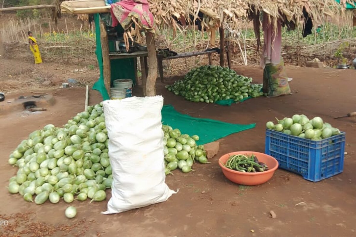  వంకాయలు కాసిన తర్వాత అవి పండకముందే వాటిని కోసేయాలి. హెక్టారుకు 30 నుంచి 50 టన్నుల వంకాయలు వస్తాయి. ఇళ్లలో 10 మొక్కలు వేసుకున్నా... వాటి ద్వారా కావాల్సినన్ని వంకాయలు వచ్చేస్తాయి. (image credit - twitter)