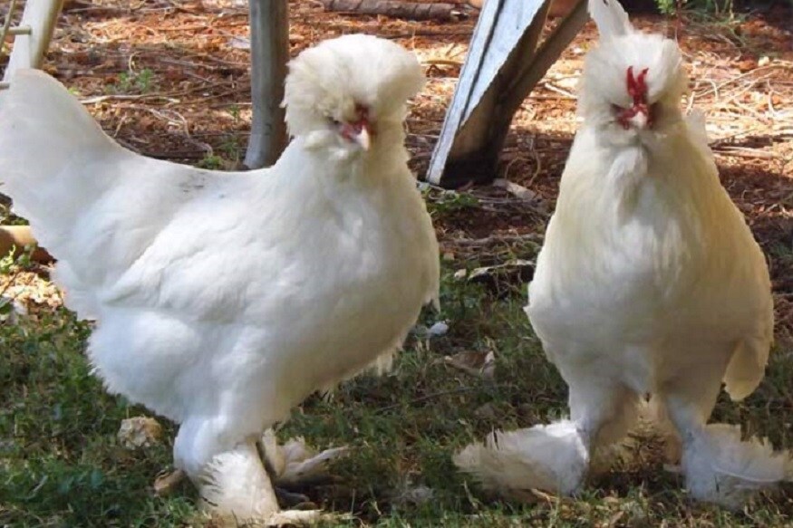  ఈ క్రమంలో అంతక ముందు పన్నును మినహాయిస్తూ.. కనీస పన్నుగా సంవత్సరానికి రూ.100 చెల్లించాలని ఆ ఉత్తర్వుల్లో పేర్కొన్నారు.  (ప్రతీకాత్మక చిత్రం)