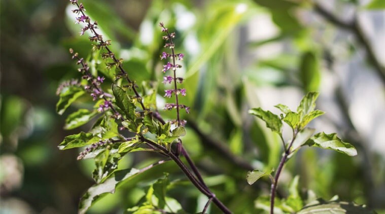 Basil plant