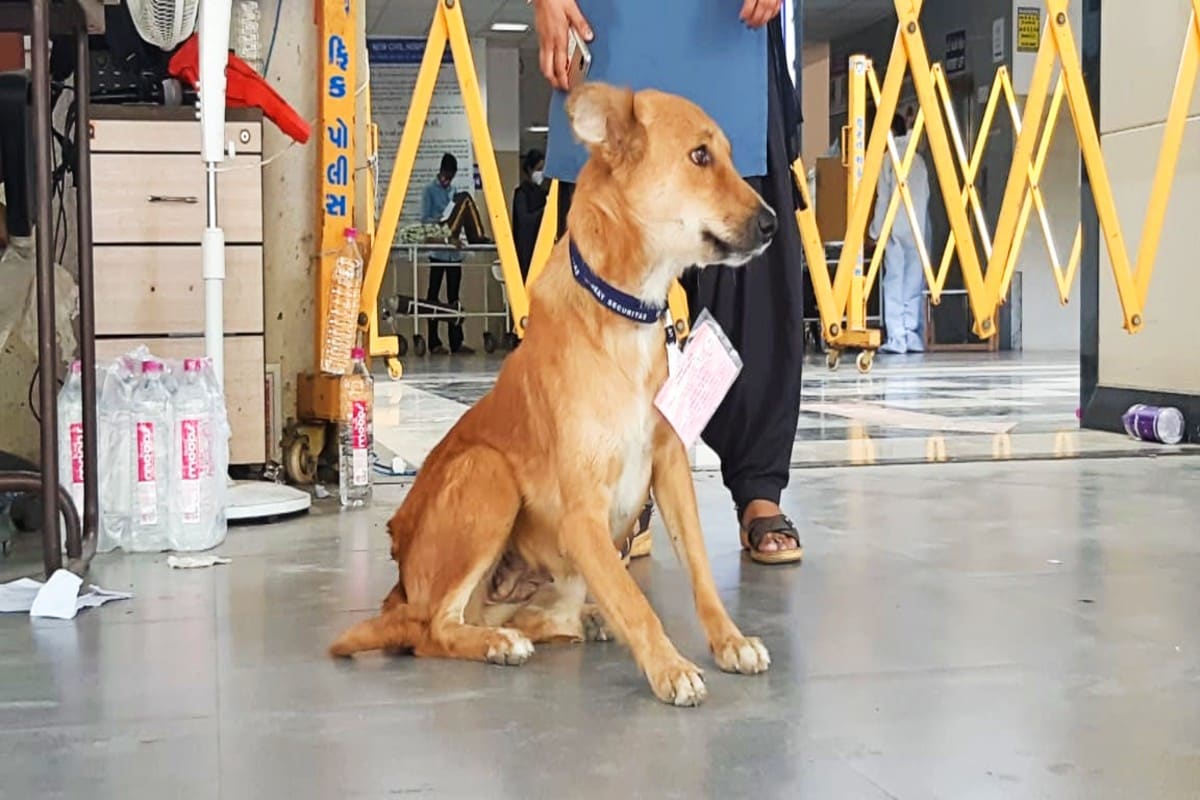  గుజరాత్... సూరత్‌లో ఘటన ఇది. ఆల్రెడీ దేశమంతా వైరల్ అయ్యింది. అక్కడ కరోనా చాలా తీవ్రంగా ఉంది. ఎంత తీవ్రంగా అంటే... కరోనా ఆస్పత్రుల్లో చనిపోతున్న పేషెంట్లు ఏమైపోతున్నారో, ఎక్కడ ఖననం జరుగుతోందో కూడా తెలియట్లేదు. రోజూ మృతదేహాలు మిస్సింగ్ అవుతున్నాయనే కేసులు వస్తూనే ఉన్నాయి. అంత దారుణంగా పరిస్థితి ఉంది. గుజరాత్‌లో రోజూ 5వేలకు పైగా కరోనా కేసులు వస్తున్నాయి. రోజూ 90 మందికిపైగా చనిపోతున్నారు. ఇలాంటి బ్యాడ్ న్యూసుల మధ్య ఓ గుడ్ న్యూస్ ఉంది. అదే కుక్కకు ఉద్యోగం. కోవిడ్ ఆస్పత్రికి బాధగా వచ్చిన వారు అక్కడ ఓ కుక్క ఉద్యోగం చేయడం చూసి ఒకింత పాజిటివ్ ఫీల్ పొందుతున్నారు. అలా ఆ కుక్క కథ తెరపైకి వచ్చింది.