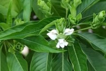 Drug to the corona: కరోనాకు మందు దొరికినట్టేనా.. ఆశలు రేకెత్తిస్తున్న శాస్త్రవేత్తల ..
