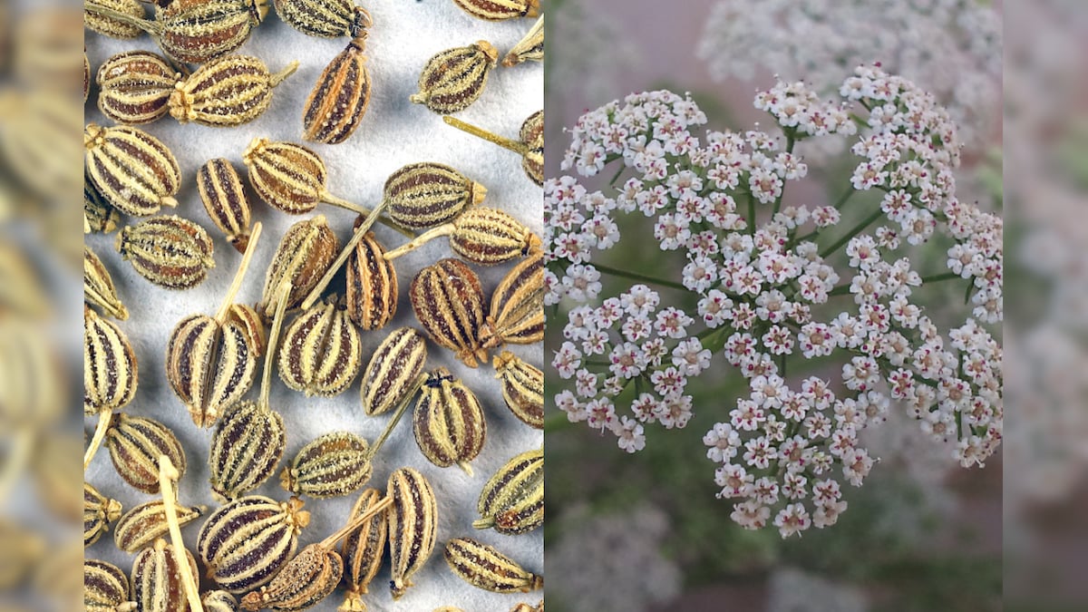 Ajwain వాముతో 6 అద్భుత ఆరోగ్య ప్రయోజనాలు... అవేంటో తెలిస్తే... తప్పక