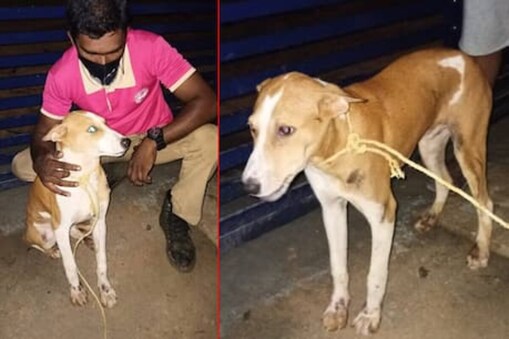 గాయపడిన కుక్క