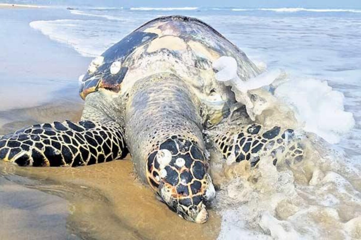 andhra-pradesh-huge