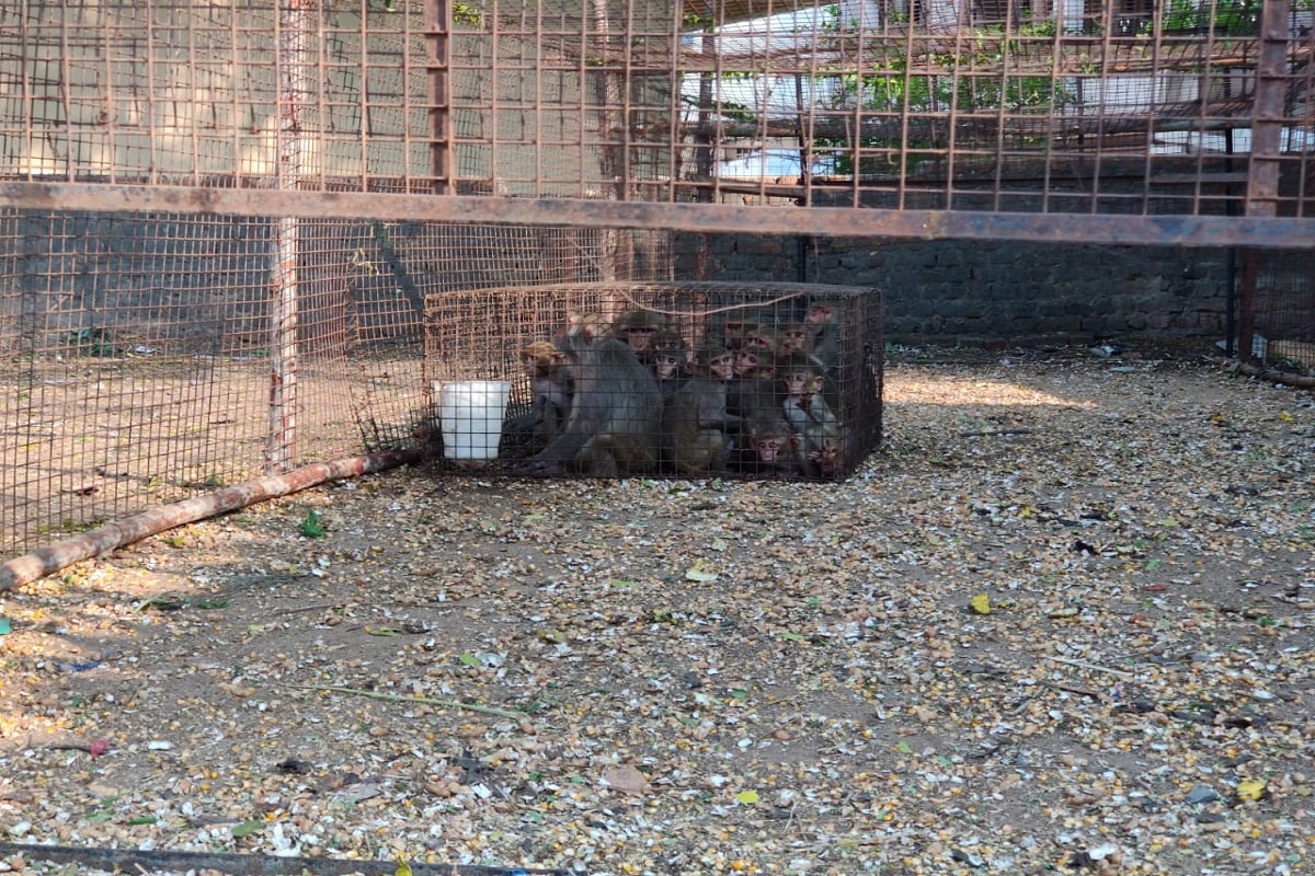 monkeys, siddipeta, hareeshrao