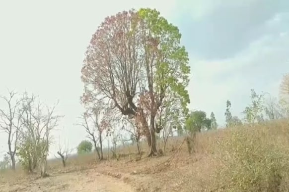 One tree two colors: ప్రకృతి మాయ.. ఒకే చెట్టుకు రెండు రంగులు.. చూపరులను ఆకర్షిస్తున్న..