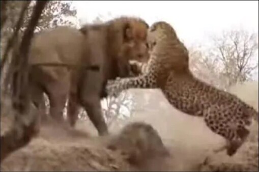 చిరుత, సింహం మధ్య పోరు(Image-Youtube)