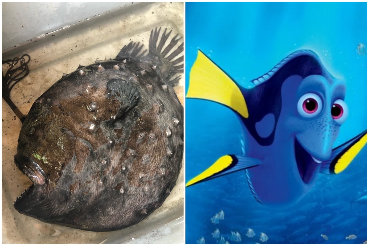 pacific football fish male vs female