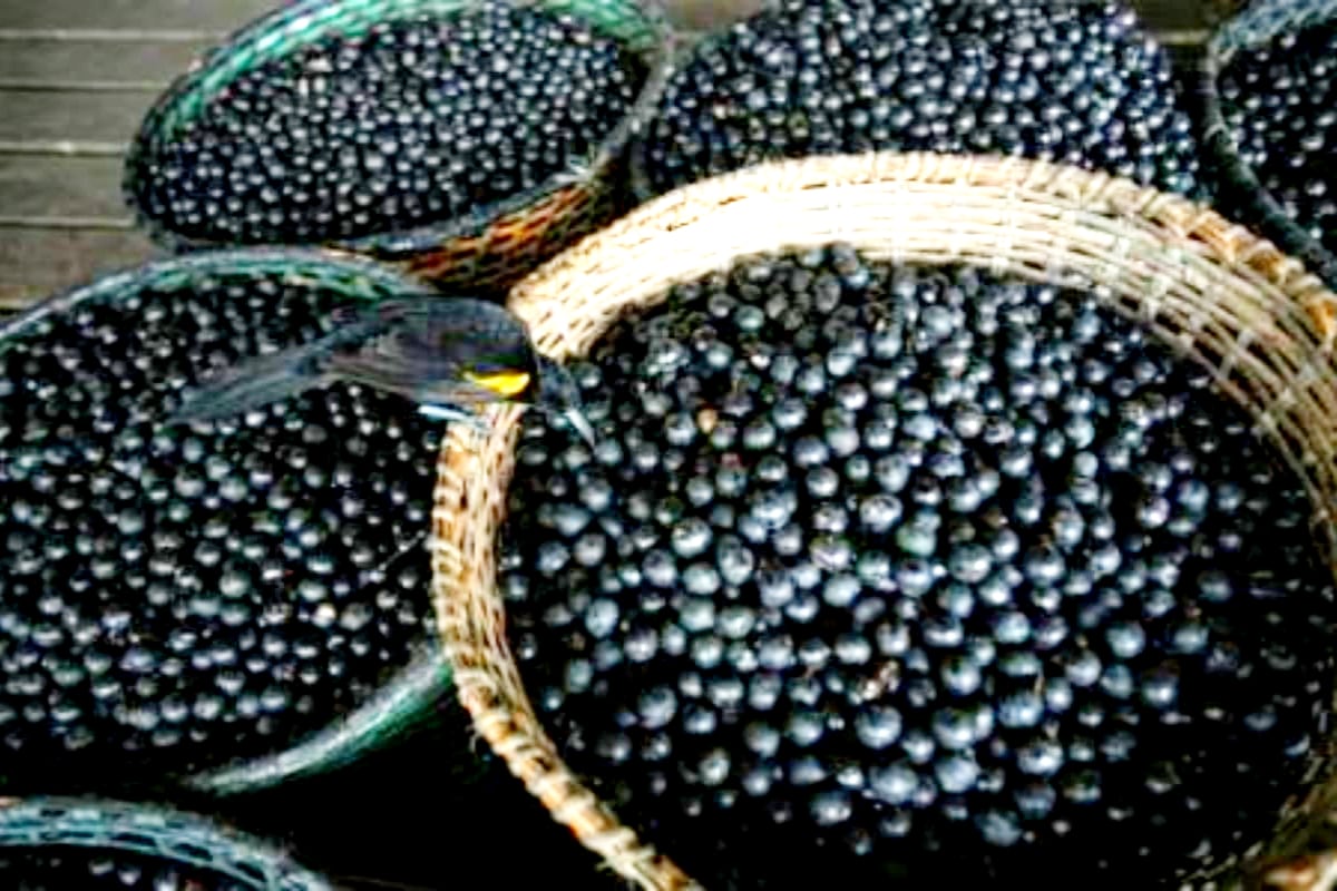 నేరేడు పండ్లతో ఉపయోగాలు Benefits of Jamun Fruits News18 Telugu