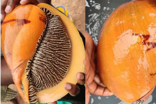 Andhra Pradesh: మత్స్యకారుడ్ని వరించిన అదృష్టం... వలకు చిక్కిన అరుదైన ముత్యపు శంఖం..