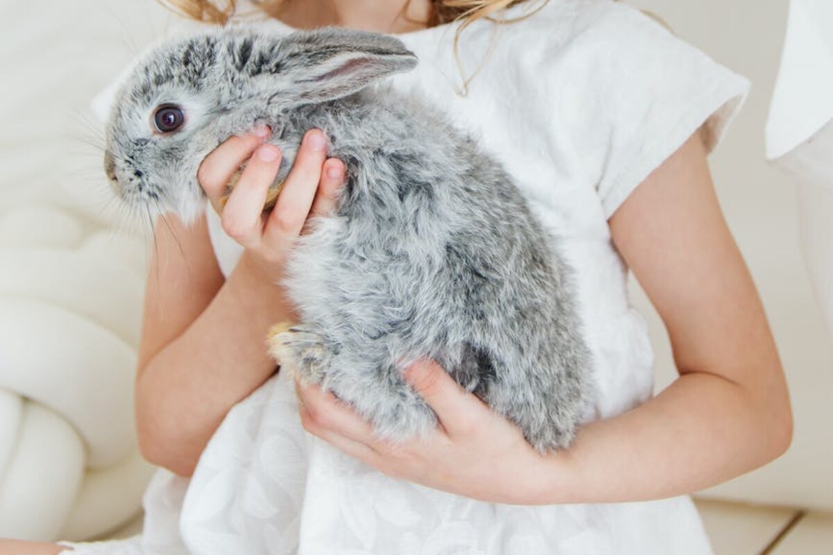  Profits: కుందేళ్లు సంవత్సర కాలంలో... 2 కేజీల బరువు పెరగగలవు. వాటిలో బొచ్చు పెరిగేవి ఉంటాయి.. బొచ్చు పెరగనివి ఉంటాయి. బొచ్చు పెరగనివి మీరు పెంచితే... వాటిని ఫైవ్ స్టార్ హోటళ్లు, ప్రజలకు అమ్ముకోవచ్చు. అదే... బొచ్చు పెరిగేవి అయితే... వాటి ఫర్‌ను కత్తిరించి... క్లాత్ ఇండస్ట్రీకి అమ్ముకోవచ్చు. చాలా మంది ఇళ్లలో పెంచుకోవడానికి చిట్టి కుందేళ్లను కొనుక్కుంటారు. అలా కూడా మంచి లాభాలు పొందవచ్చు. అలాగే... మీరే కుందేళ్ల ఆహారాన్ని అమ్మే వ్యాపారం కూడా చెయ్యవచ్చు. తద్వారా మరింత సంపాదించవచ్చు. కాకపోతే... ఇందుకు కూడా రిజిస్ట్రేషన్ చేయించుకోవాల్సి ఉంటుంది. (ప్రతీకాత్మక చిత్రం)