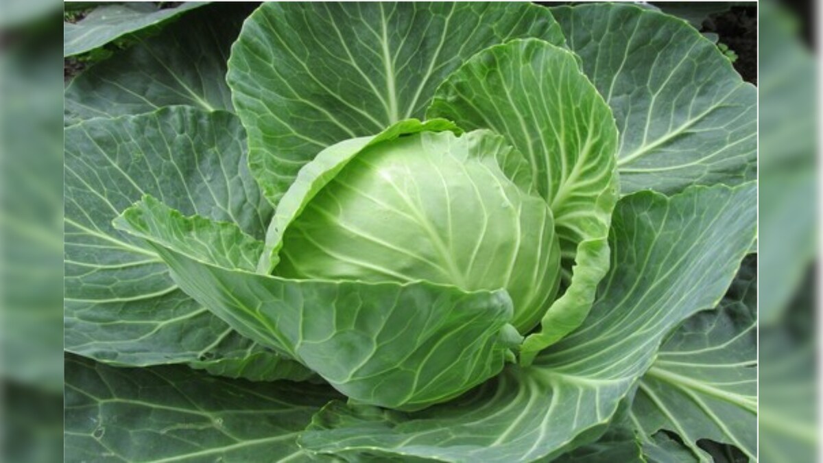 Reduce Weight With Cabbage క్యాబేజీని ఇలా వాడితే సన్నగా నాజూకుగా మారడం