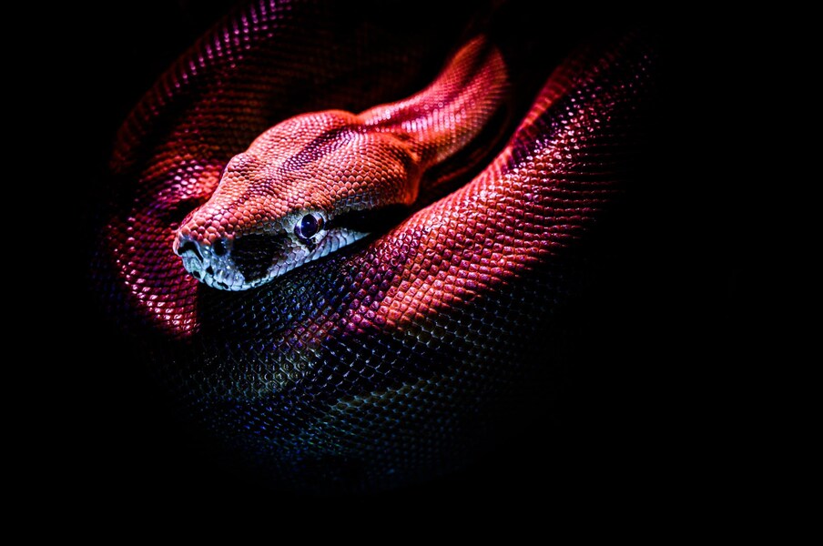 Snake Dream: కలలో పాము కనిపించిందా ...