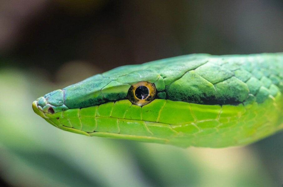 Snake Dream: కలలో పాము కనిపించిందా ...