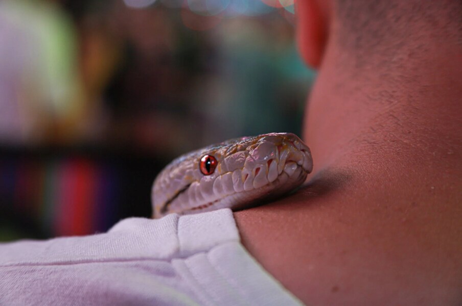 Snake Dream: కలలో పాము కనిపించిందా ...