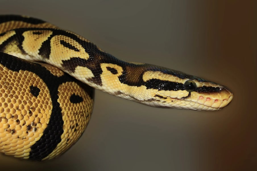 Snake Dream: కలలో పాము కనిపించిందా ...
