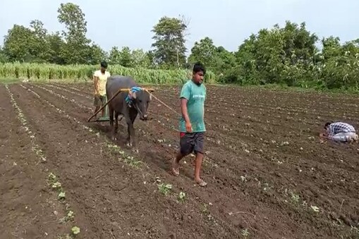 దున్నపోతుతో దుక్కి దున్నుతున్న రైతు