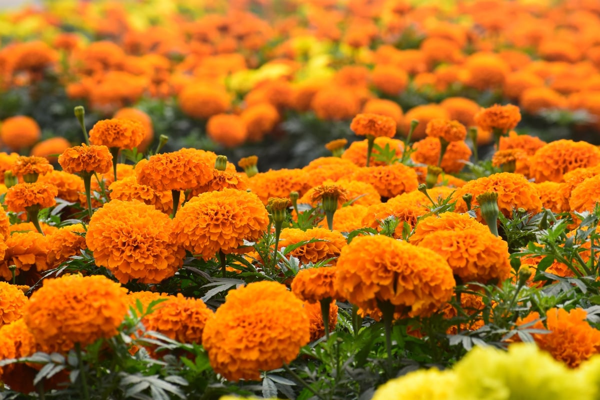 Marigold: ఆశలు రెట్టింపు చేస్తున్న బంతి పూల సాగు.. ఎకరానికి ఎన్ని లక్షలు  సంపాదించొచ్చో తెలుసా..? | - News18 Telugu