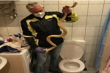 Python in Bathroom: బాత్రూంలో టాయిలెట్ సీటుపై కూర్చున్న వ్యక్తి .. కిందకు చూసి వణికిపోయాడు