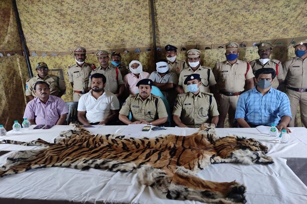 Tiger Skin sale :  పులి చర్మం 30 లక్షలు...అంతా సెట్ చేశారు..కాని. ఇలా బుక్‌ అయ్యారు..