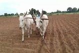 Women Farmer: నాగలి చేత పట్టి.. ఇతరులకు ఆదర్శంగా నిలుస్తోన్న మహిళా రైతు..