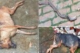 Loyal Dogs: యజమాని ప్రాణాలను కాపాడేందుకు పాముతో పోరాడిన శునకాలు.. చివరికి ఏమైందంటే..