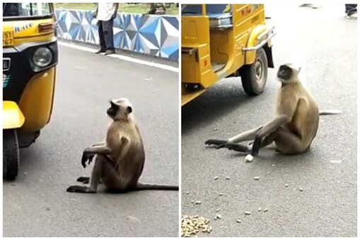 గుంటూరులో రోడ్డుపై కొండముచ్చు హల్ చల్