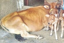 Cattle Preservation Bill: గోమాంసం అమ్మకాలపై సంచలన చట్టం.. ఈ ప్రాంతాల్లో గోవధపై నిషేధం